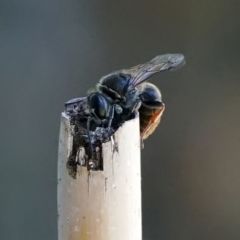 Crabronidae (family) at Page, ACT - 10 Jan 2022 12:40 PM