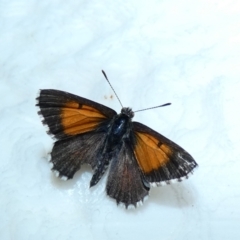 Lucia limbaria (Chequered Copper) at McKellar, ACT - 8 Jan 2022 by Birdy