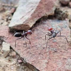 Iridomyrmex purpureus (Meat Ant) at Aranda Bushland - 5 Jan 2022 by CathB