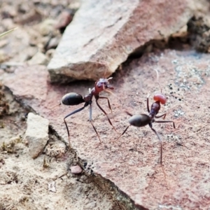 Iridomyrmex purpureus at Molonglo Valley, ACT - 5 Jan 2022