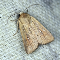 Leucania uda (A Noctuid moth) at O'Connor, ACT - 8 Jan 2022 by ibaird