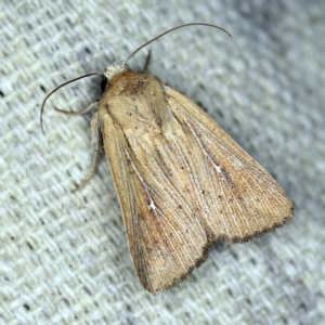 Leucania uda at O'Connor, ACT - 8 Jan 2022 09:56 PM