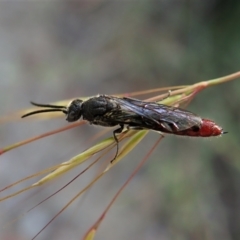 Tiphiidae (family) (Unidentified Smooth flower wasp) at Molonglo Valley, ACT - 4 Jan 2022 by CathB