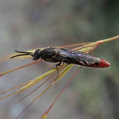 Tiphiidae (family) (Unidentified Smooth flower wasp) at Molonglo Valley, ACT - 4 Jan 2022 by CathB