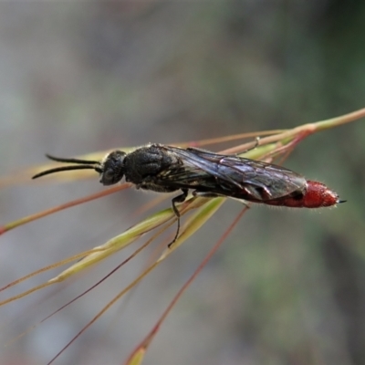 Tiphiidae (family) (Unidentified Smooth flower wasp) at Aranda Bushland - 5 Jan 2022 by CathB