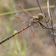 Hemicordulia tau (Tau Emerald) at Rendezvous Creek, ACT - 4 Jan 2022 by SWishart