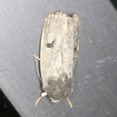 Thoracolopha undescribed species MoV6 at O'Connor, ACT - 8 Jan 2022 by ibaird