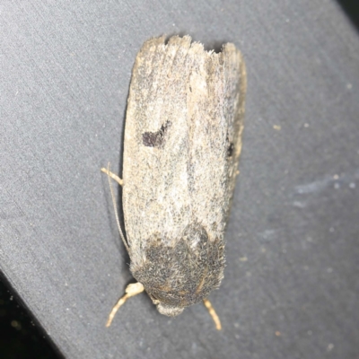 Thoracolopha sp. (6) (MoV, Part 9) (A Noctuid moth (Acronictinae)) at O'Connor, ACT - 8 Jan 2022 by ibaird