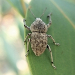 Merimnetes oblongus (Radiata pine shoot weevil) at Aranda Bushland - 5 Jan 2022 by CathB