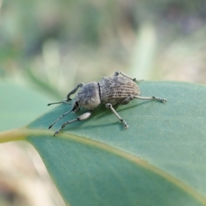 Merimnetes oblongus at Aranda, ACT - 5 Jan 2022