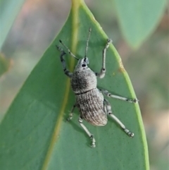 Merimnetes oblongus at Aranda, ACT - 5 Jan 2022