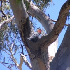 Callocephalon fimbriatum (Gang-gang Cockatoo) at Hughes, ACT - 10 Jan 2022 by MichaelMulvaney