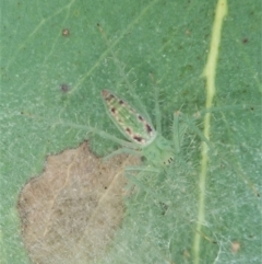 Araneus talipedatus (Slender green orb-weaver) at Aranda, ACT - 4 Jan 2022 by CathB