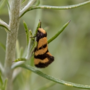 Olbonoma triptycha at Rendezvous Creek, ACT - 4 Jan 2022 10:55 AM