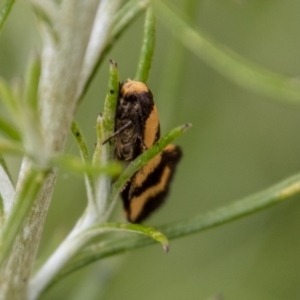 Olbonoma triptycha at Rendezvous Creek, ACT - 4 Jan 2022