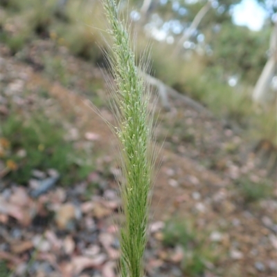 Dichelachne micrantha (Short-Haired Plume Grass) at Aranda, ACT - 4 Jan 2022 by CathB