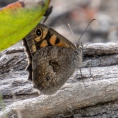 Geitoneura klugii (Marbled Xenica) at Rendezvous Creek, ACT - 4 Jan 2022 by SWishart