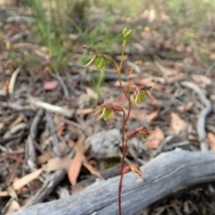 Caleana minor (Small Duck Orchid) at Aranda, ACT - 5 Jan 2022 by CathB