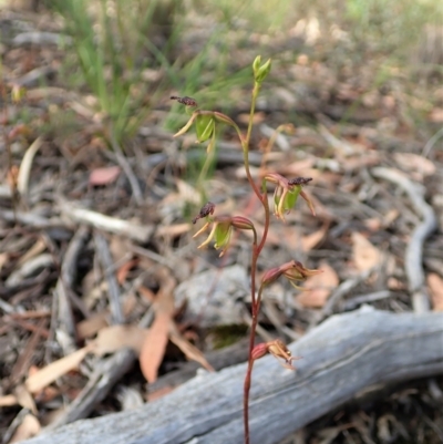 Caleana minor (Small Duck Orchid) at Aranda, ACT - 5 Jan 2022 by CathB