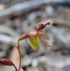 Caleana minor at Aranda, ACT - suppressed