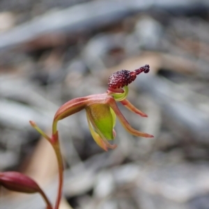 Caleana minor at Aranda, ACT - suppressed