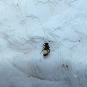 Lasioglossum (Homalictus) sp. (genus & subgenus) at McKellar, ACT - 10 Jan 2022