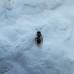 Lasioglossum (Homalictus) sp. (genus & subgenus) at McKellar, ACT - 10 Jan 2022