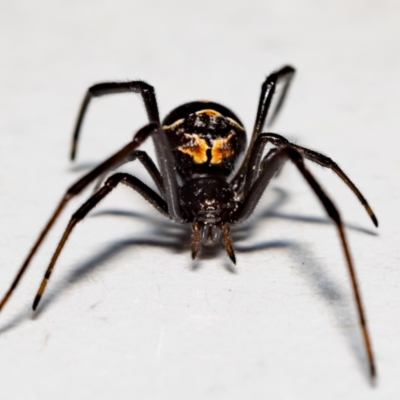 Latrodectus hasselti (Redback Spider) at Jerrabomberra, NSW - 31 Oct 2021 by MarkT