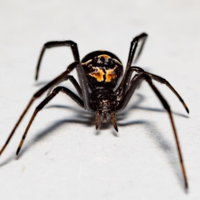 Latrodectus hasselti (Redback Spider) at Jerrabomberra, NSW - 1 Nov 2021 by MarkT