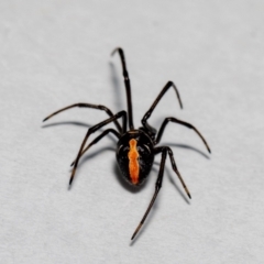 Latrodectus hasselti at Jerrabomberra, NSW - 1 Nov 2021 09:50 AM