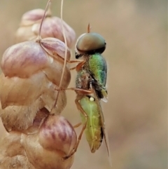 Odontomyia decipiens (Green Soldier Fly) at Aranda Bushland - 5 Jan 2022 by CathB