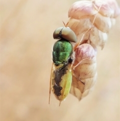 Odontomyia decipiens at Aranda, ACT - 5 Jan 2022