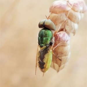 Odontomyia decipiens at Aranda, ACT - 5 Jan 2022