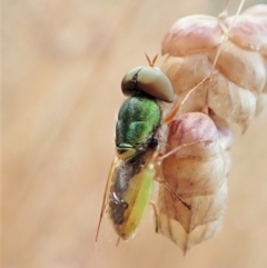 Odontomyia decipiens at Aranda, ACT - 5 Jan 2022