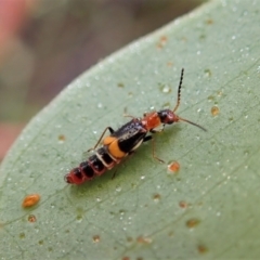 Carphurus sp. (genus) (Soft-winged flower beetle) at Aranda Bushland - 8 Jan 2022 by CathB