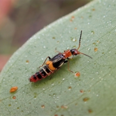 Carphurus sp. (genus) (Soft-winged flower beetle) at Molonglo Valley, ACT - 7 Jan 2022 by CathB