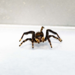 Maratus griseus at Jerrabomberra, NSW - suppressed