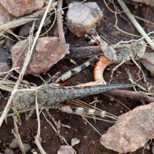 Cryptobothrus chrysophorus at Cook, ACT - 8 Jan 2022