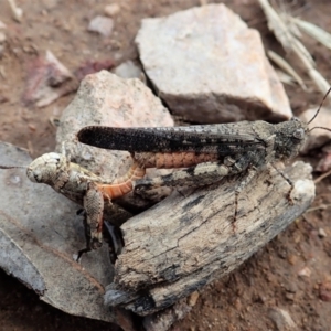 Cryptobothrus chrysophorus at Cook, ACT - 8 Jan 2022