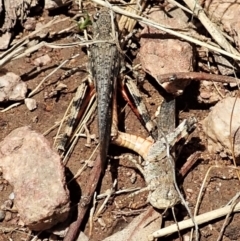 Cryptobothrus chrysophorus at Cook, ACT - 8 Jan 2022