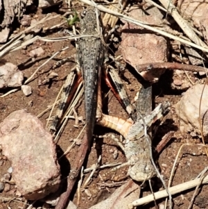 Cryptobothrus chrysophorus at Cook, ACT - 8 Jan 2022