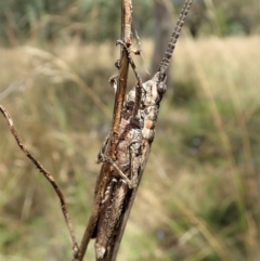 Coryphistes ruricola (Bark-mimicking Grasshopper) at Mount Painter - 8 Jan 2022 by CathB