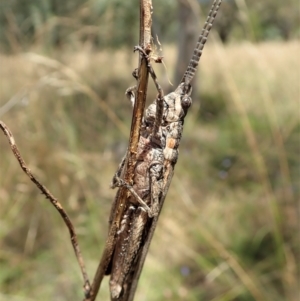 Coryphistes ruricola at Cook, ACT - 8 Jan 2022