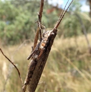 Coryphistes ruricola at Cook, ACT - 8 Jan 2022