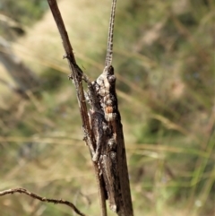 Coryphistes ruricola at Cook, ACT - 8 Jan 2022 01:53 PM