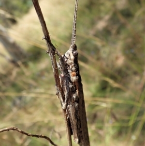 Coryphistes ruricola at Cook, ACT - 8 Jan 2022