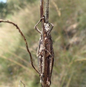 Coryphistes ruricola at Cook, ACT - 8 Jan 2022 01:53 PM