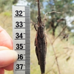 Coryphistes ruricola at Cook, ACT - 8 Jan 2022