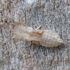 Ledromorpha planirostris (A leafhopper) at Mount Majura - 9 Jan 2022 by sbittinger