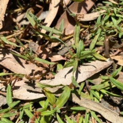 Persicaria prostrata (Creeping Knotweed) at Fentons Creek, VIC - 10 Jan 2022 by KL